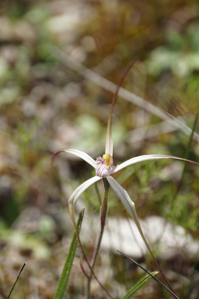 Caladenia hiemalis