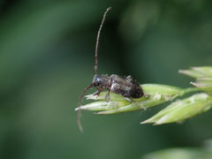 Exocentrus punctipennis