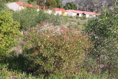Rumex usambarensis
