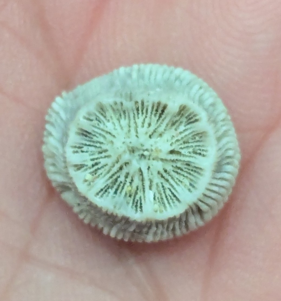 striped bum coral
