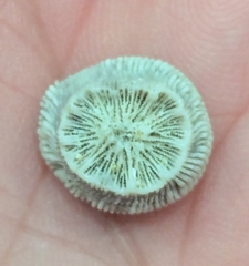ムシノスチョウジガイ