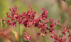 Rumex usambarensis