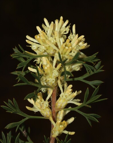 Petrophile squamata R.Br.