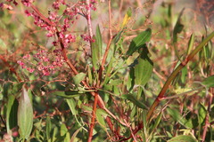 Rumex usambarensis