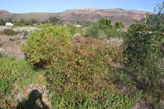 Rumex usambarensis