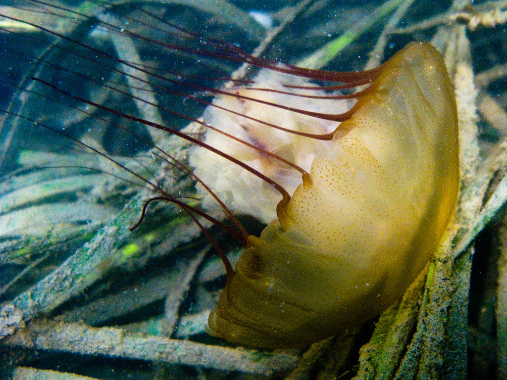 Pacific Sea Nettle From Lairds Landing California United States On   Large 