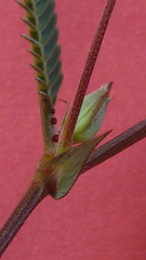 Chamaecrista flexuosa