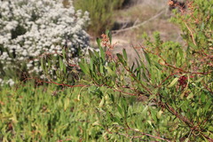 Rumex usambarensis