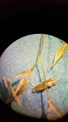 Poa palustris