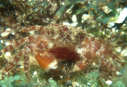 Pilumnus longicornis observed 2024-08-29