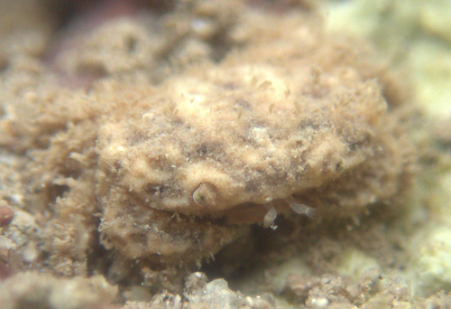 Psaumis cavipes observed 2024-08-17