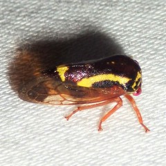 Ophiderma flava