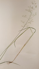 Poa palustris