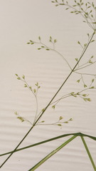Poa palustris