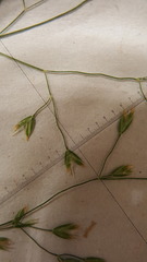 Poa palustris