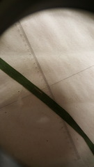 Poa palustris
