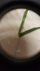 Poa palustris
