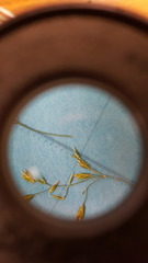 Poa palustris