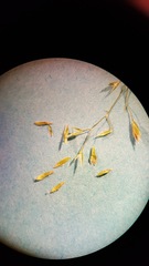 Poa palustris