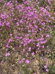 Clarkia bottae
