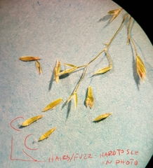 Poa palustris