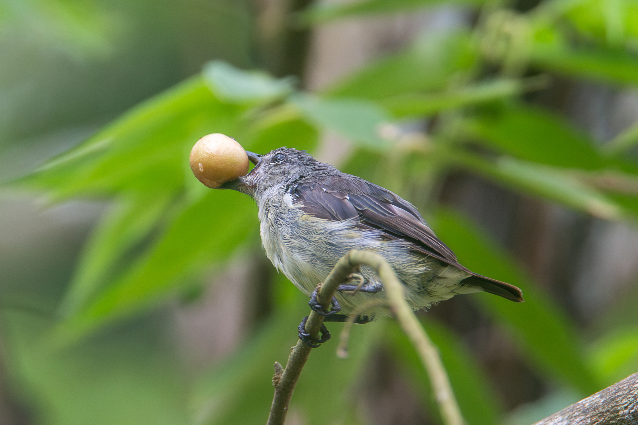 Yellow-sided Flowerpecker illustration