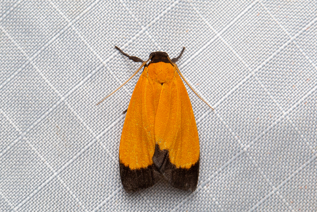 Nishada marginalis