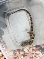 Elgaria multicarinata