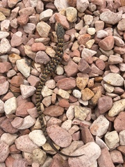 Elgaria multicarinata