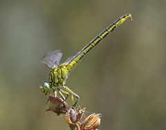 Gomphus pulchellus