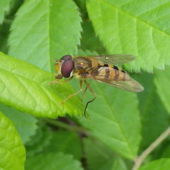 Epistrophe xanthostoma