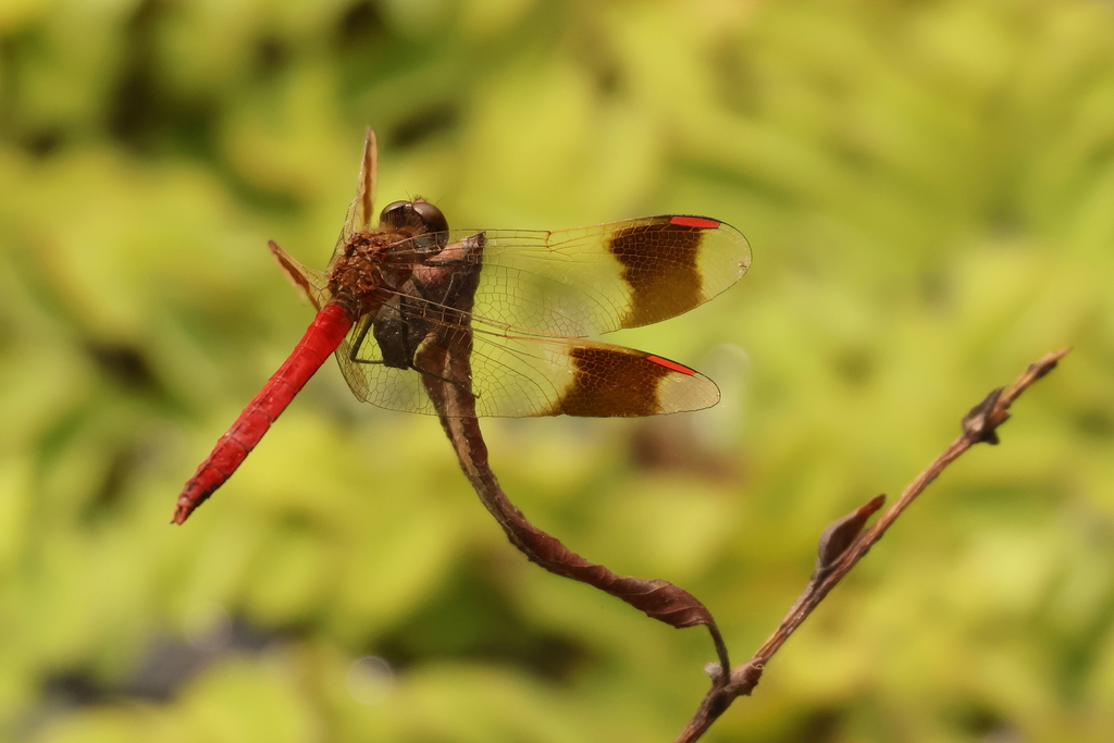 Banded Darter from г. Артем, Приморский край, Россия on August 30, 2024 ...