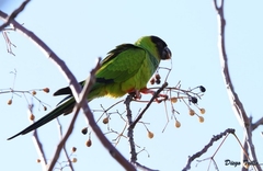 Aratinga nenday