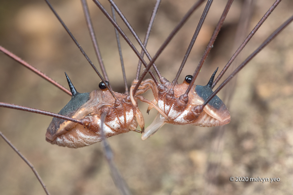Gagrella atrorubra