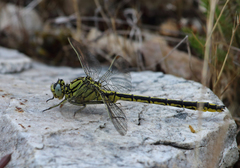 Gomphus pulchellus