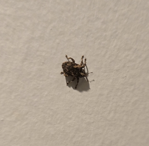 Sternochetus mangiferae observed 2024-08-29