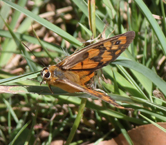 Heteronympha penelope
