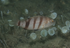 Serranus hepatus