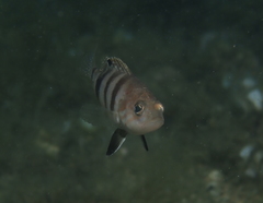 Serranus hepatus