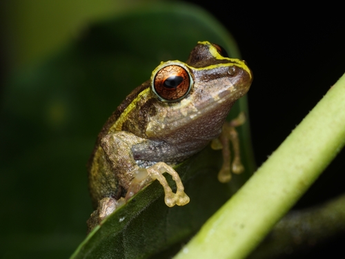 Colombian Robber Frog, Pristimantis erythropleura