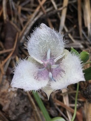 Calochortus coeruleus