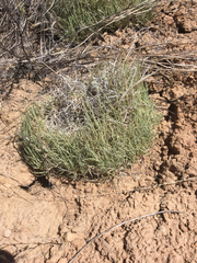 Muhlenbergia torreyi