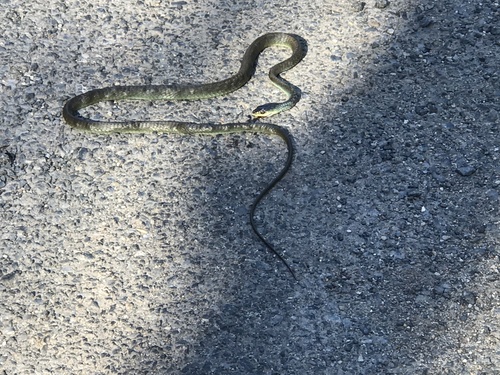 Common Tree Snake sighting