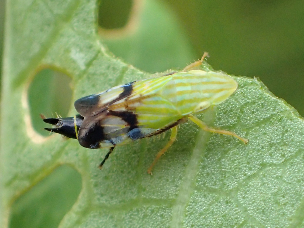 Neohecalus