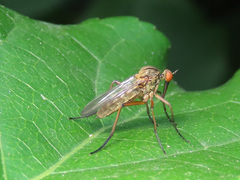 Empis livida