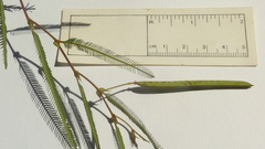 Chamaecrista flexuosa