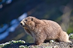 Marmota olympus