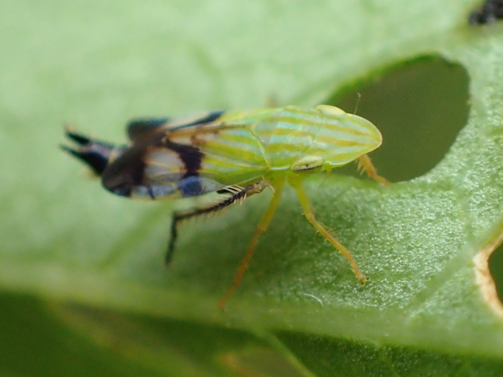 Spoon-bill leafhopper