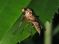 Empis livida