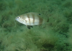 Serranus hepatus